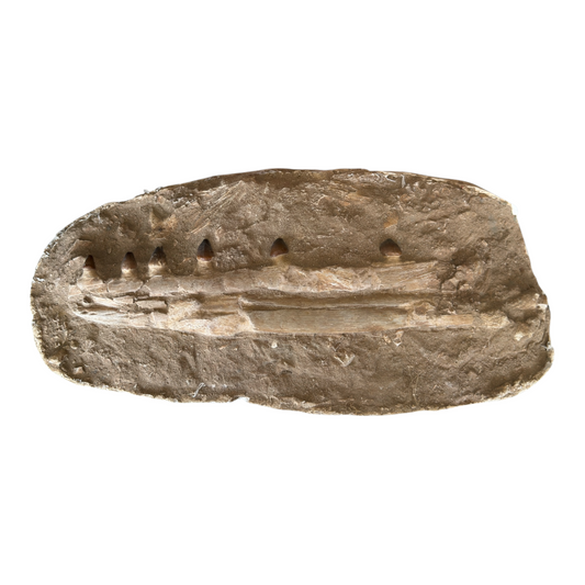 Globidens Mosasaur Jaw in Matrix