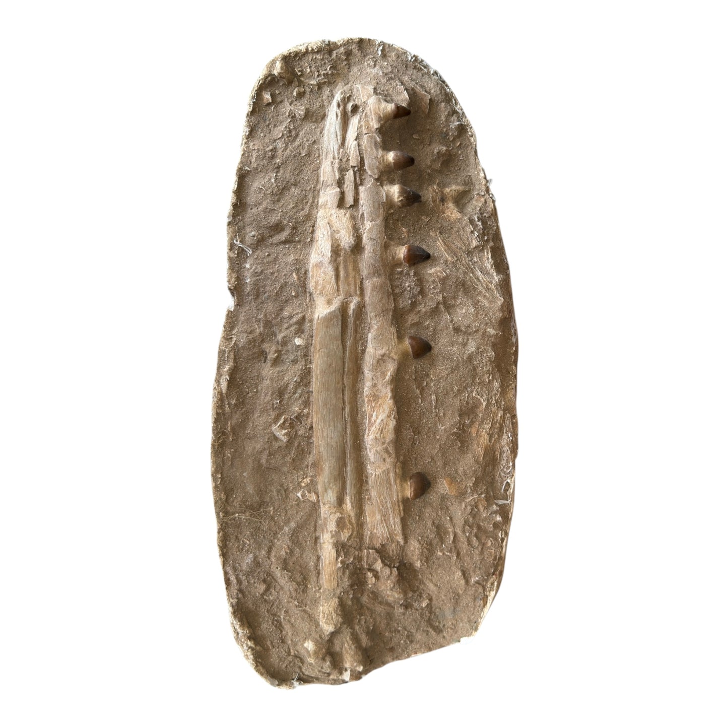 Globidens Mosasaur Jaw in Matrix