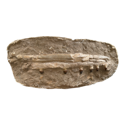 Globidens Mosasaur Jaw in Matrix