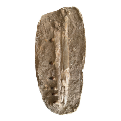 Globidens Mosasaur Jaw in Matrix