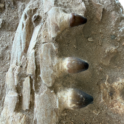 Globidens Mosasaur Jaw in Matrix