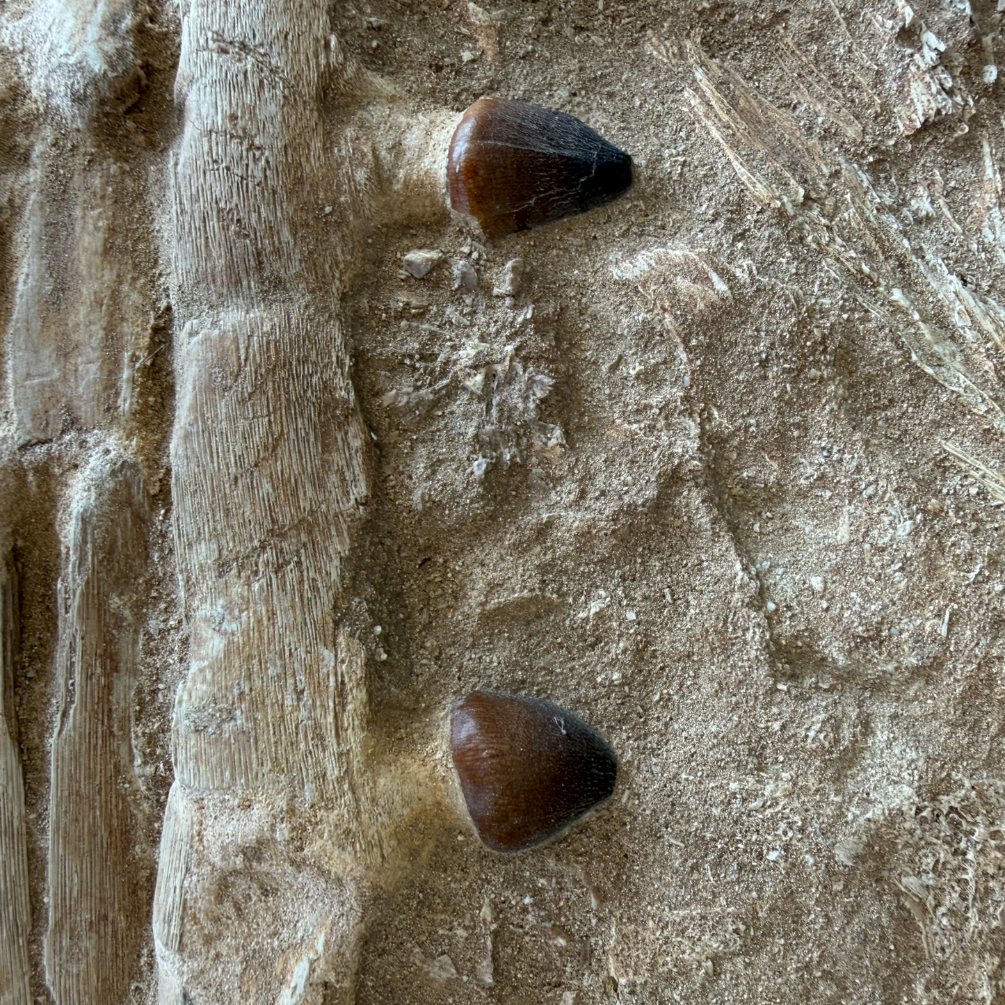 Globidens Mosasaur Jaw in Matrix