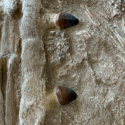 Globidens Mosasaur Jaw in Matrix