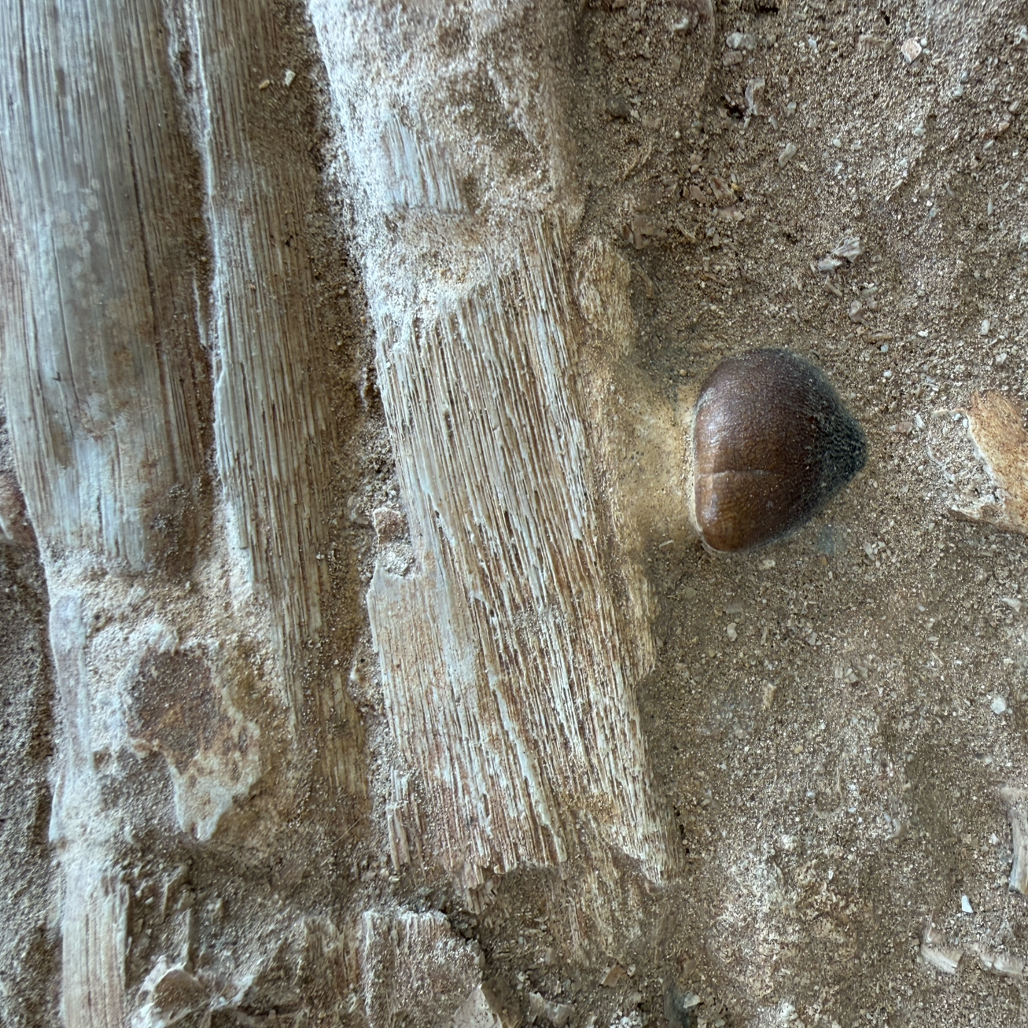Globidens Mosasaur Jaw in Matrix