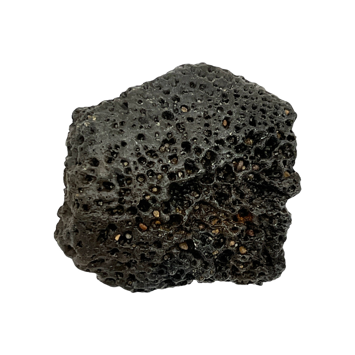 Glyptodont Scute (Jumbo)