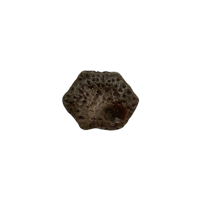 Glyptodont Scute (Medium)