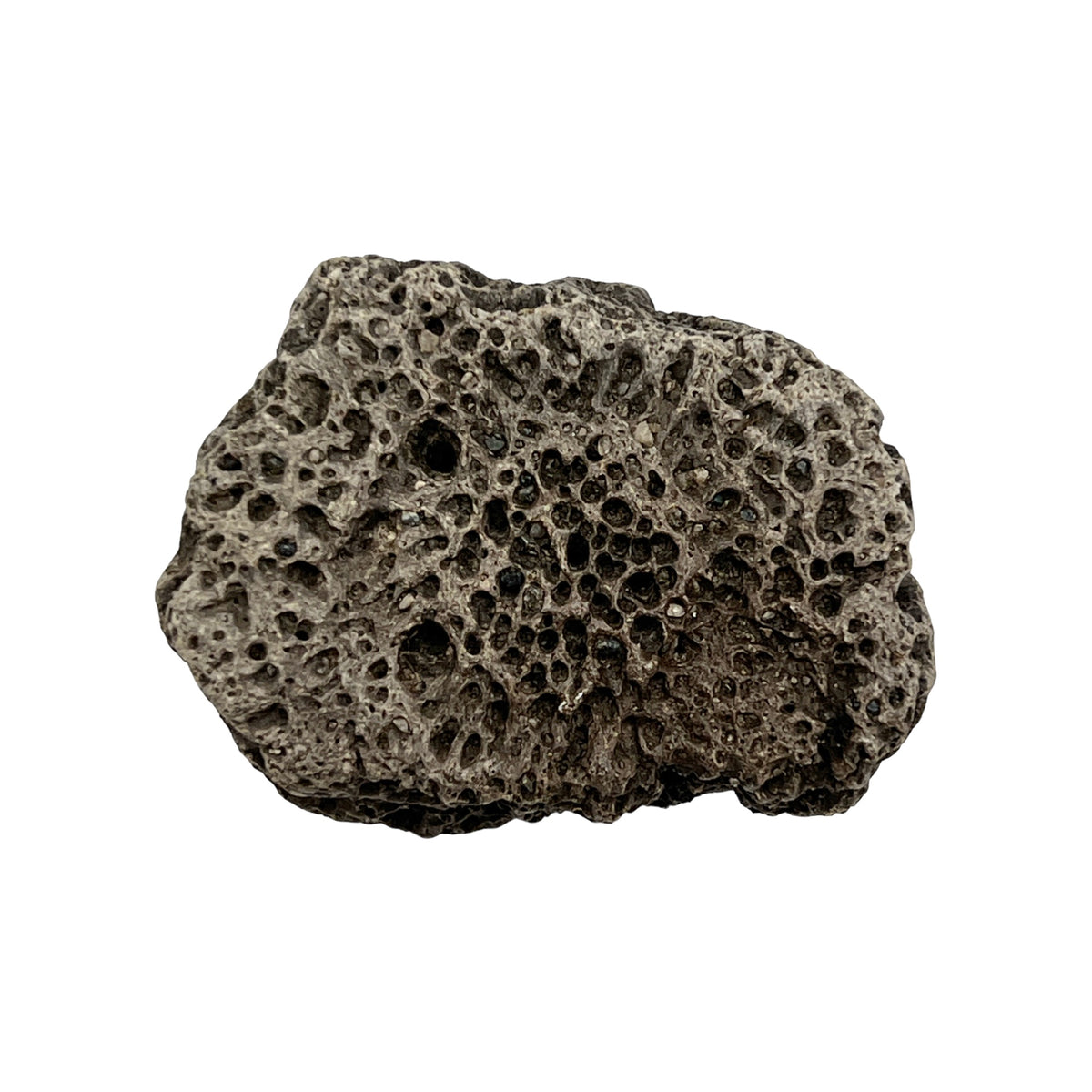Glyptodont Scute (Jumbo)