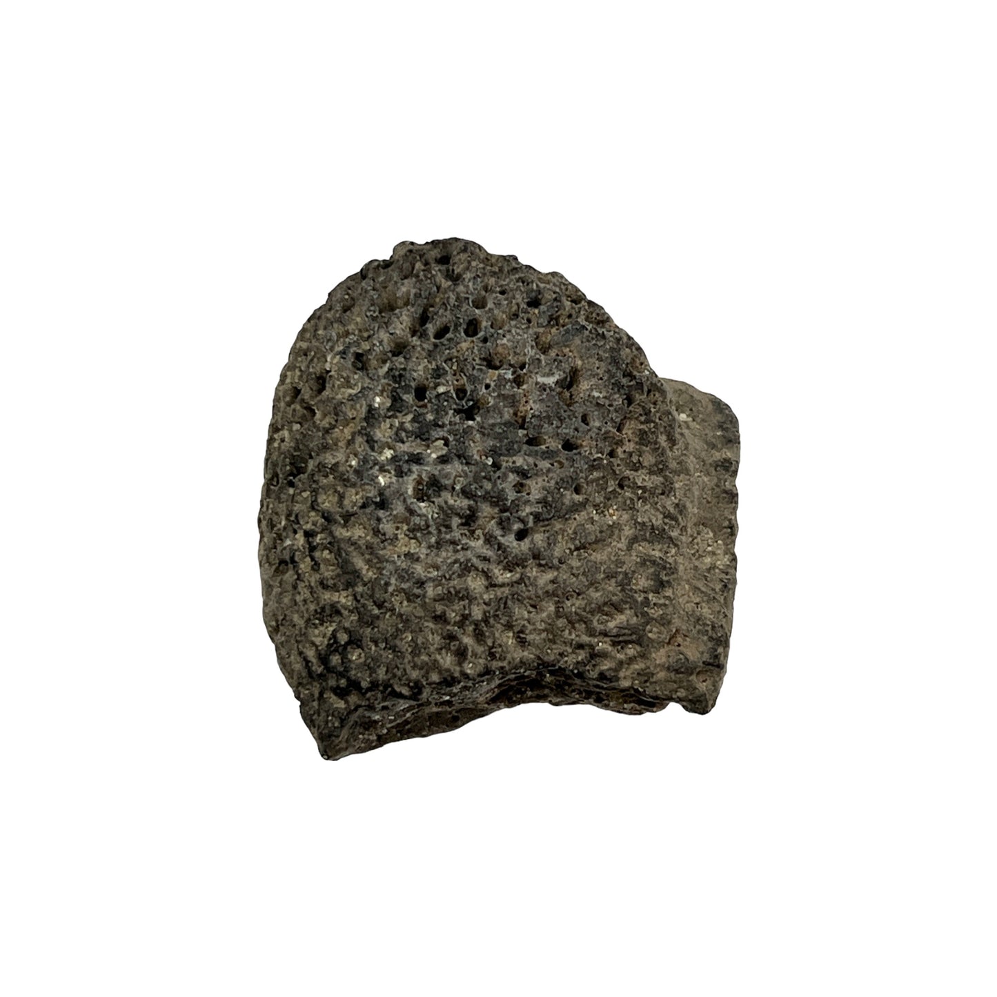 Glyptodont Scute (Large)