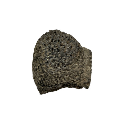 Glyptodont Scute (Large)