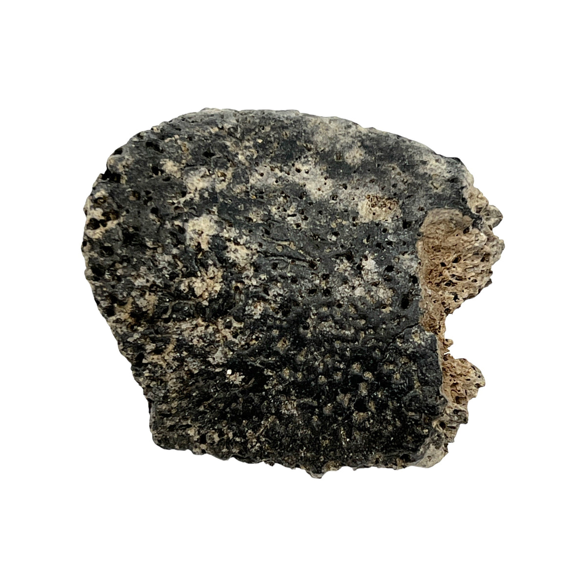 Glyptodont Scute (Jumbo)