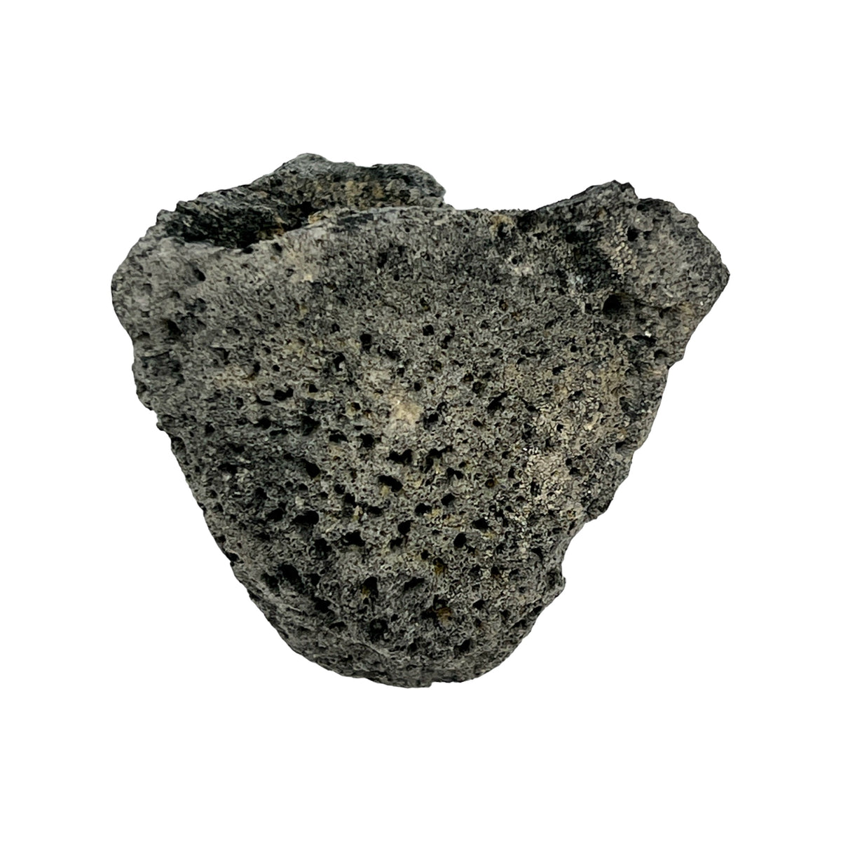 Glyptodont Scute (Jumbo)