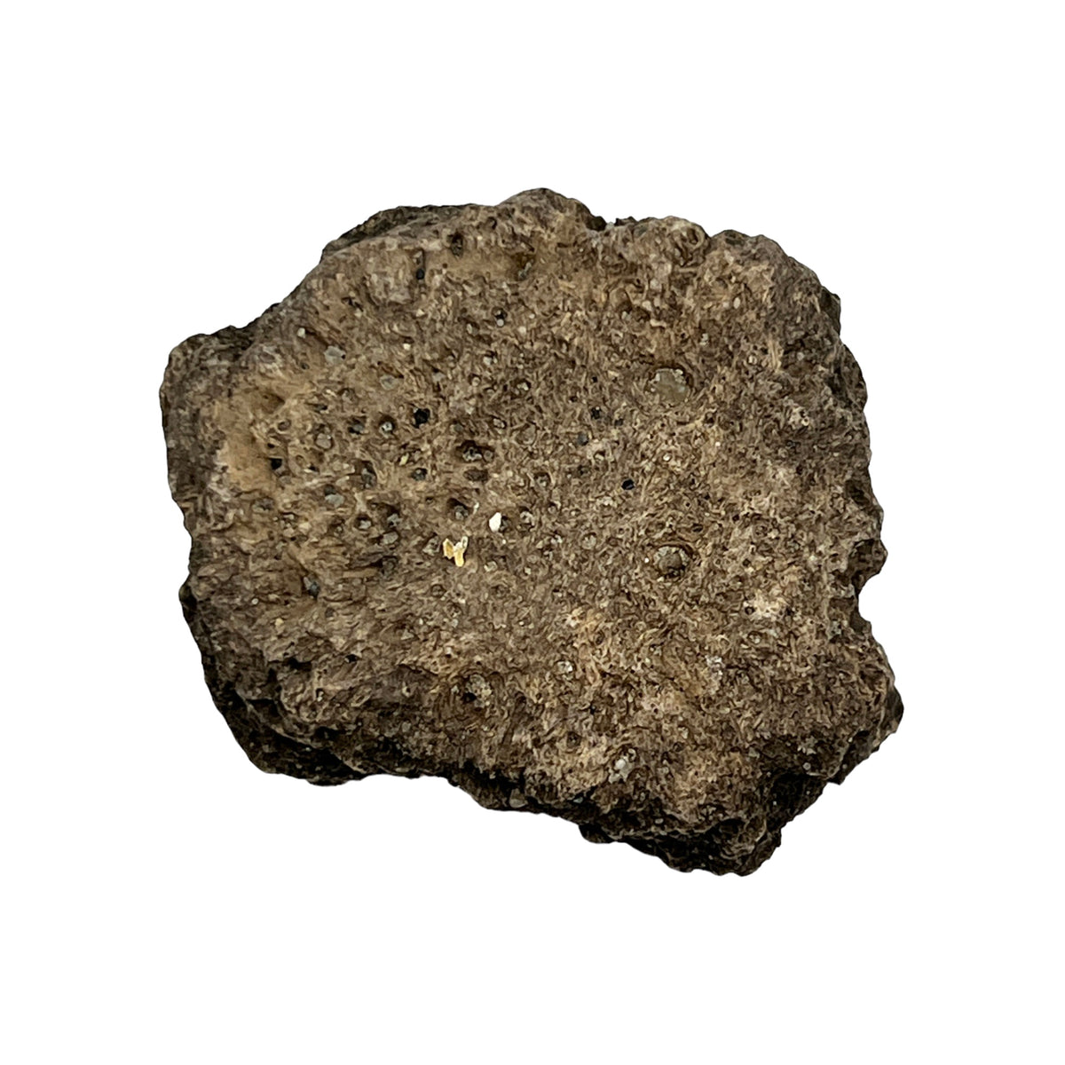 Glyptodont Scute (Jumbo)