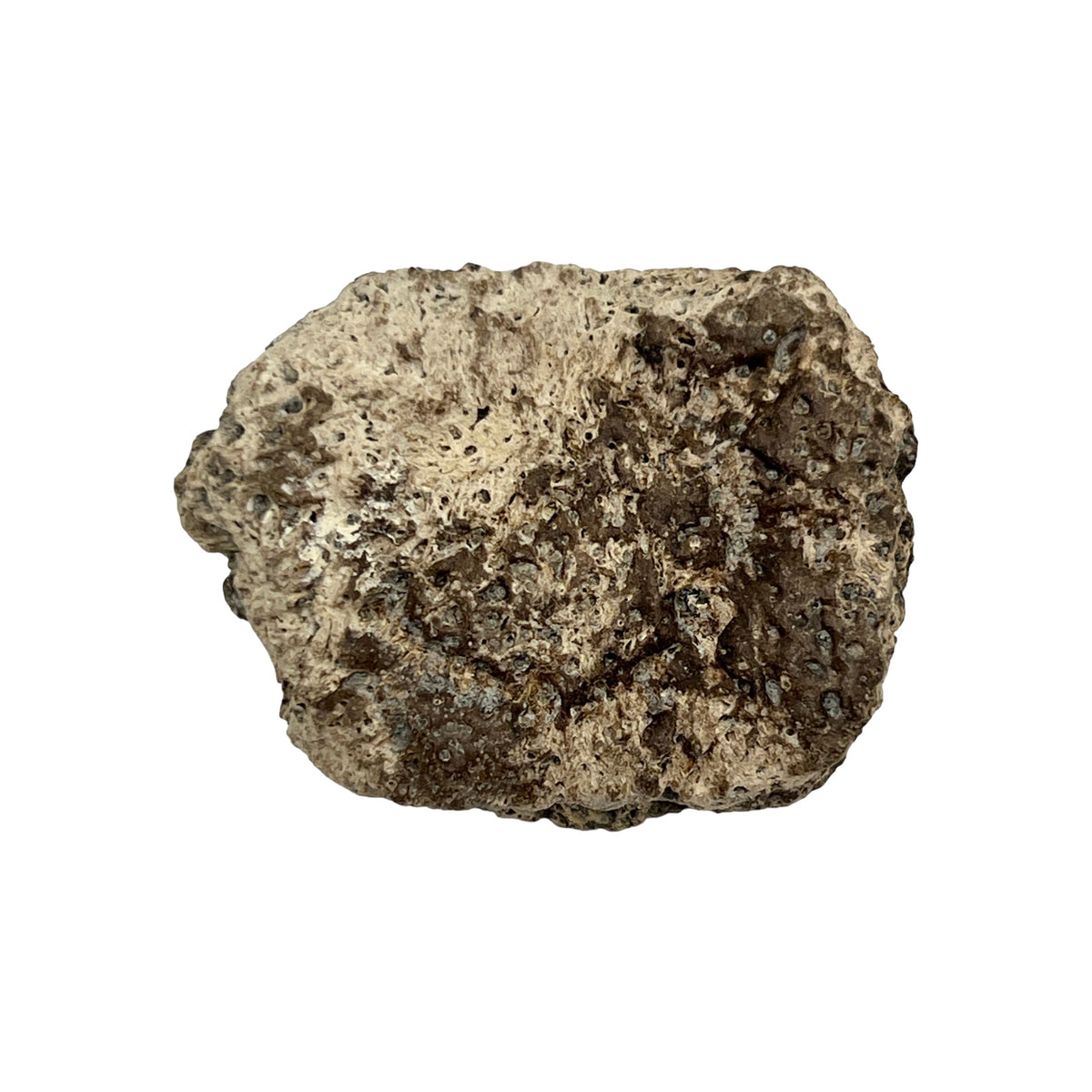 Glyptodont Scute (Jumbo)