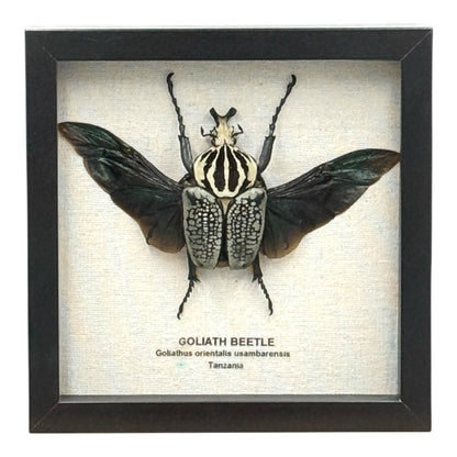 Goliath Beetle