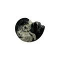 Goniatite
