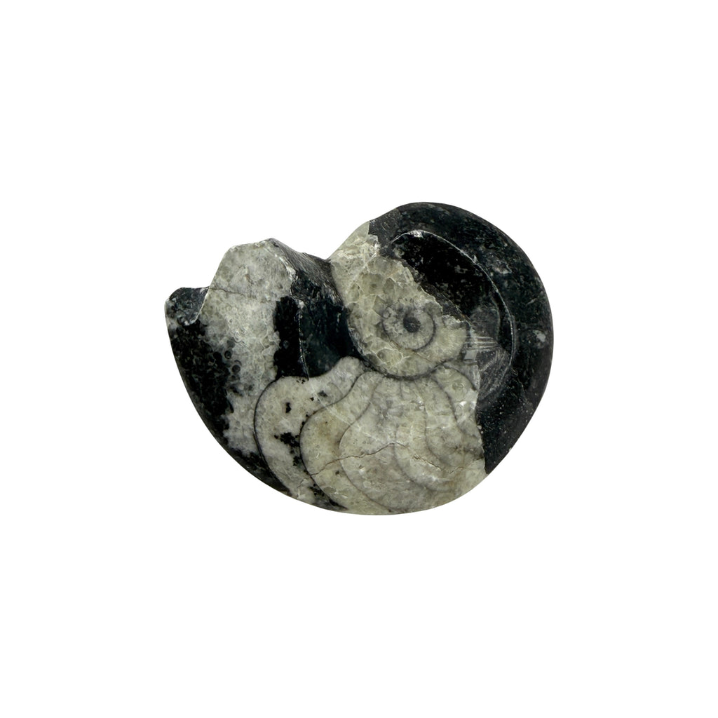 Goniatite
