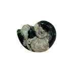 Goniatite