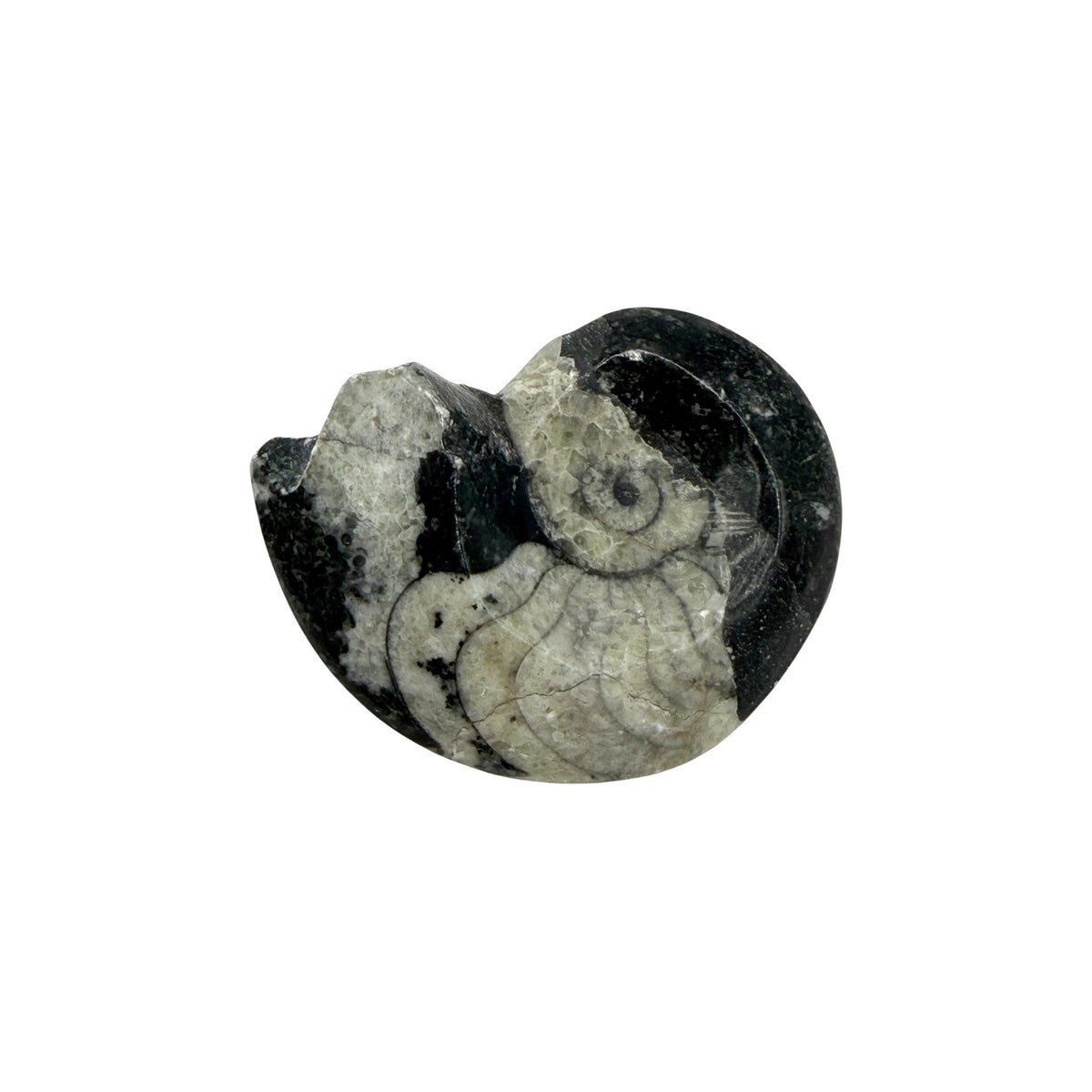 Goniatite