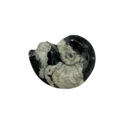 Goniatite