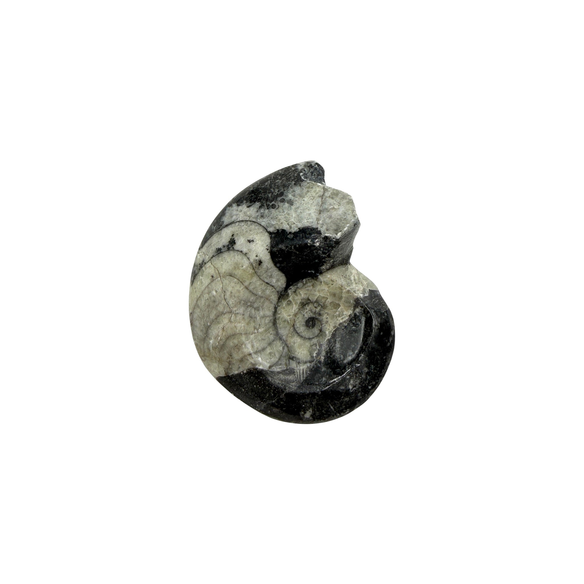 Goniatite
