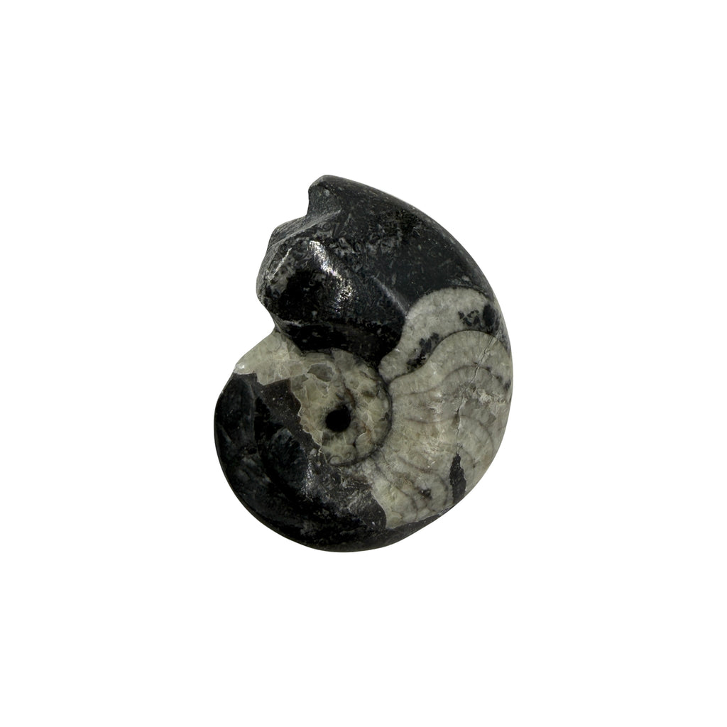 Goniatite