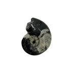Goniatite