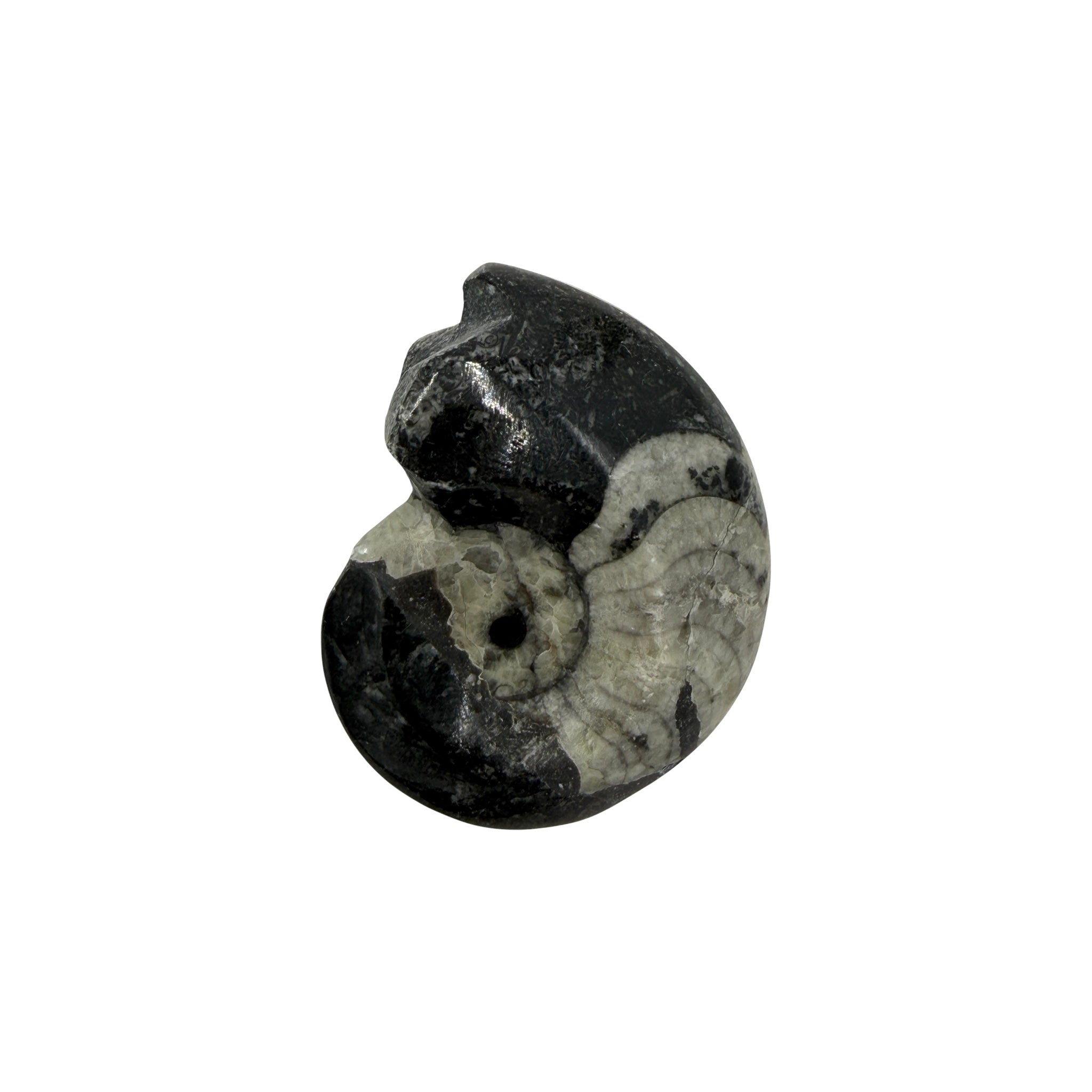 Goniatite