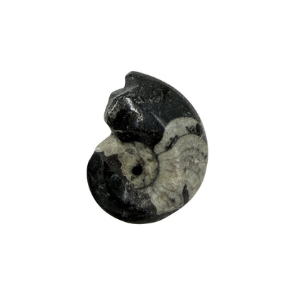 Goniatite