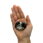 Goniatite
