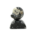 Goniatite on Stand