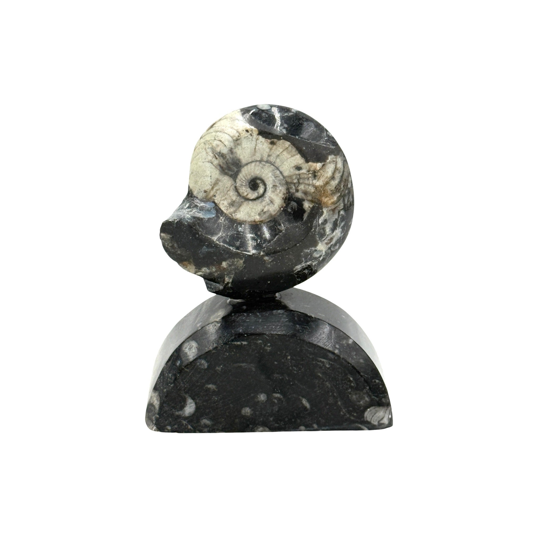 Goniatite on Stand