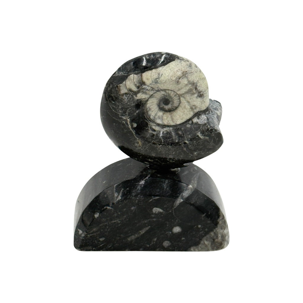 Goniatite on Stand