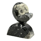 Goniatite on Stand