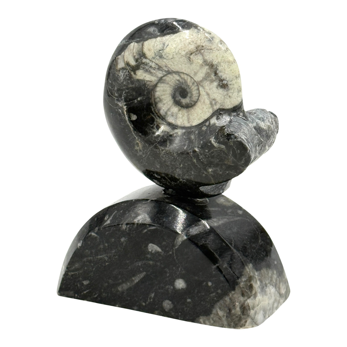 Goniatite on Stand