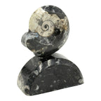 Goniatite on Stand