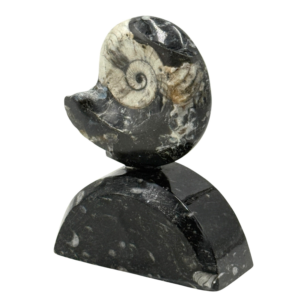 Goniatite on Stand