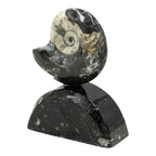 Goniatite on Stand