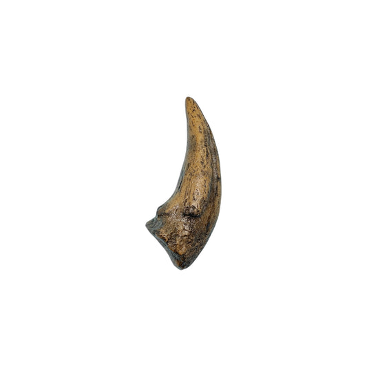 Claw Replica (Gorgosaurus)