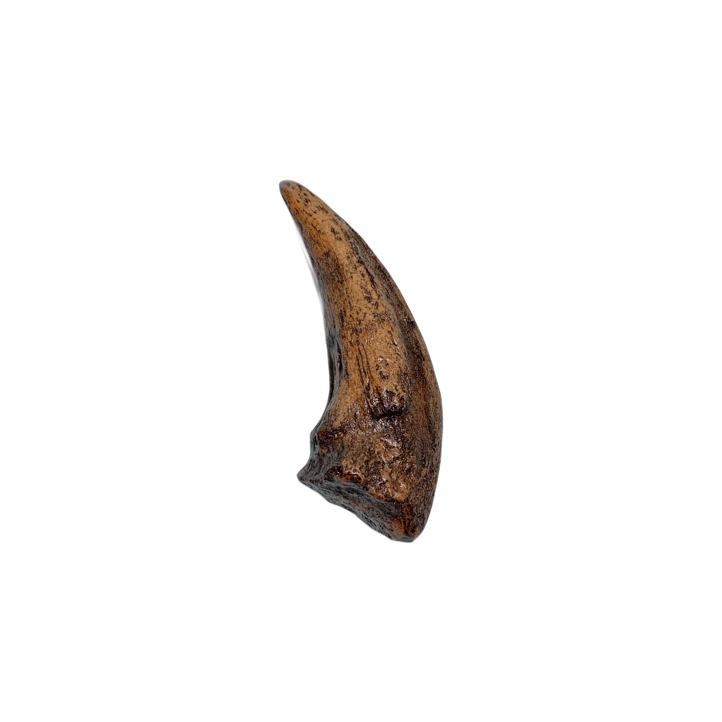 Claw Replica (Gorgosaurus)
