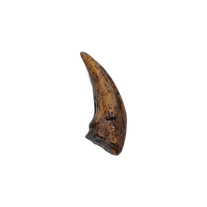 Claw Replica (Gorgosaurus)