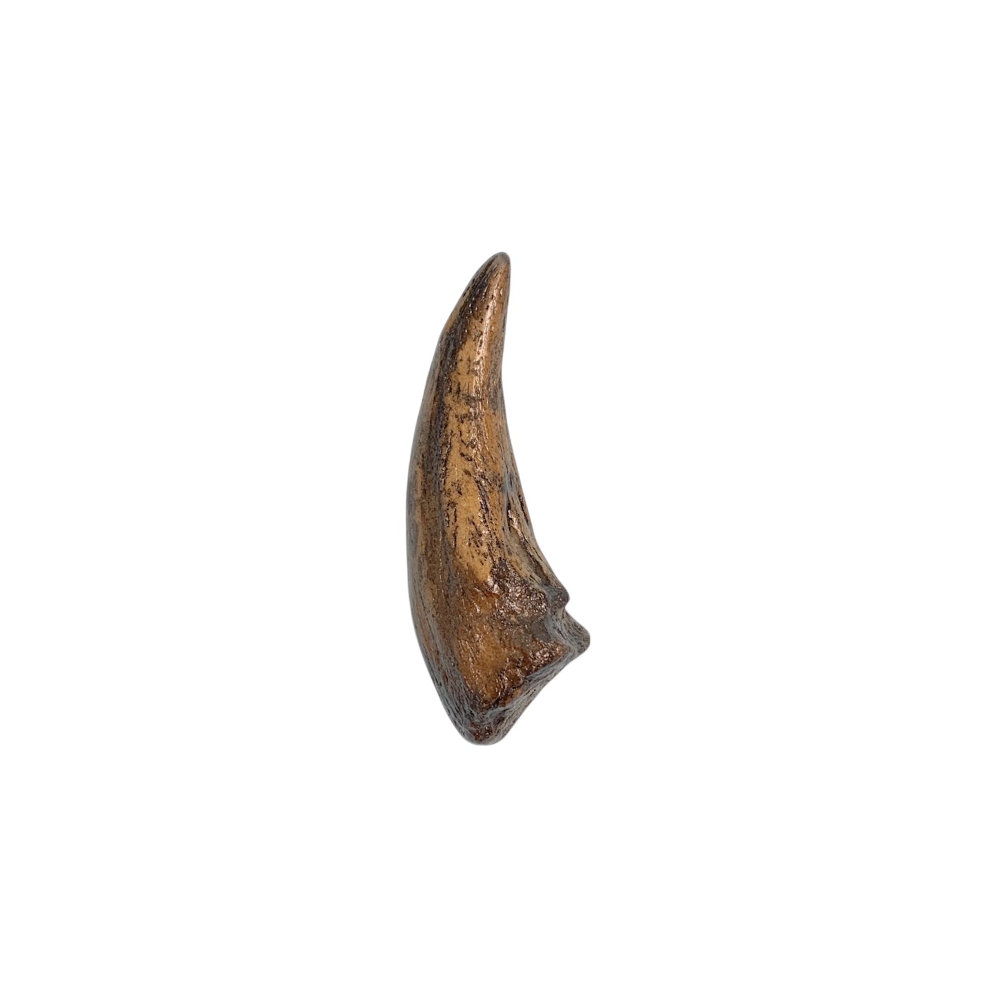 Claw Replica (Gorgosaurus)