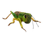 Grasshopper Plush