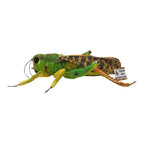 Grasshopper Plush