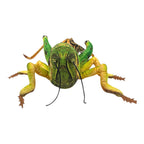 Grasshopper Plush