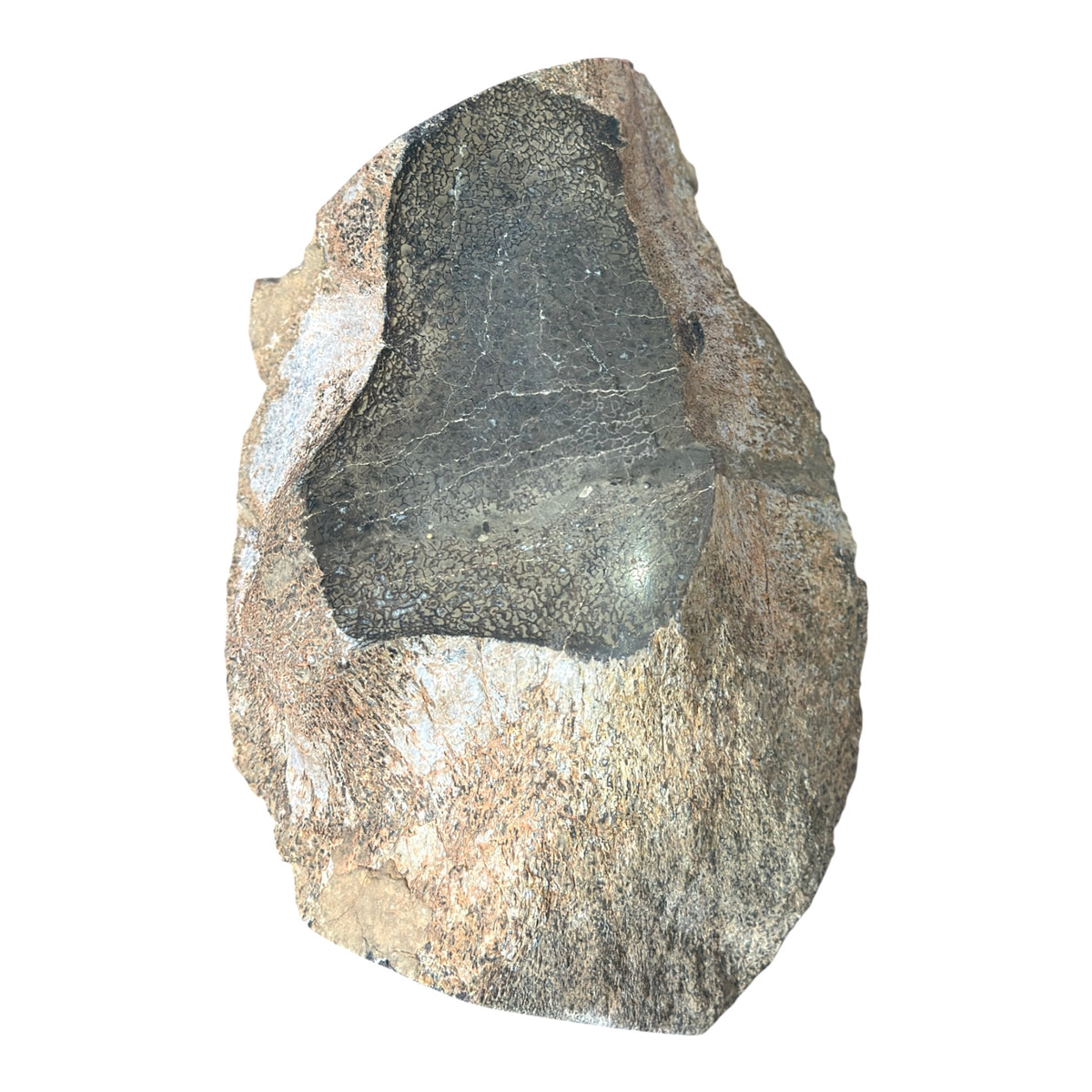 Sauropod Gem Bone