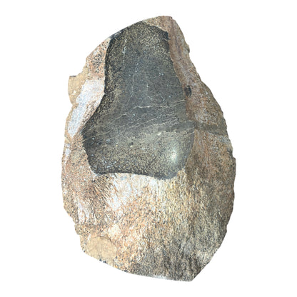Sauropod Gem Bone