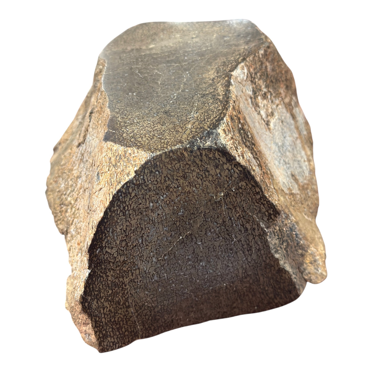 Sauropod Gem Bone