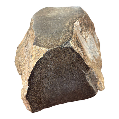 Sauropod Gem Bone