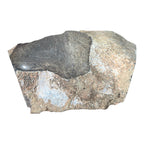 Sauropod Gem Bone