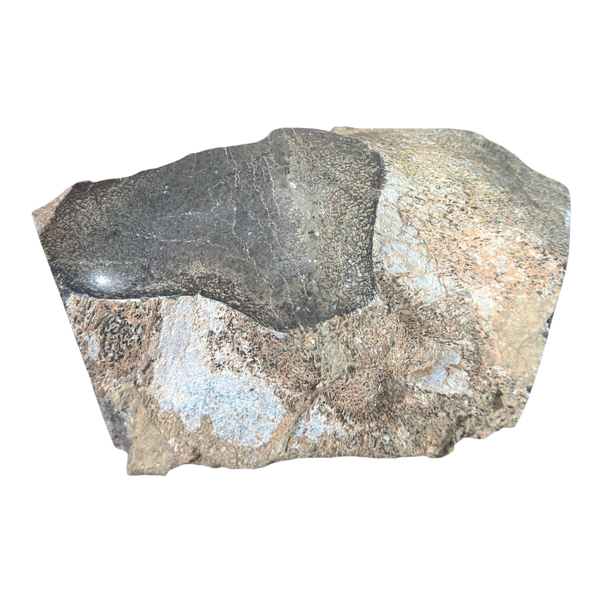 Sauropod Gem Bone
